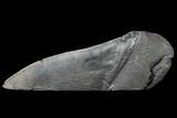 Giant, Fossil Megalodon Tooth Paper Weight #130859-1